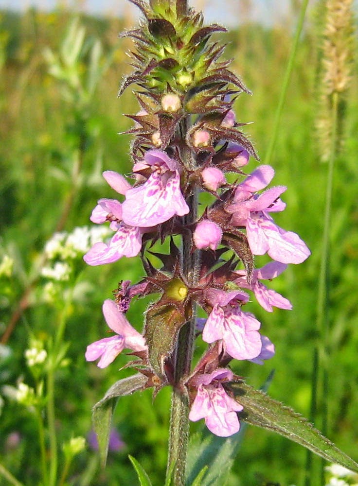 пустырник германия. пустырник шалфей. пустырник сорняк. шалфей мята пустырник. иван-чай трава пустырника 50 г.