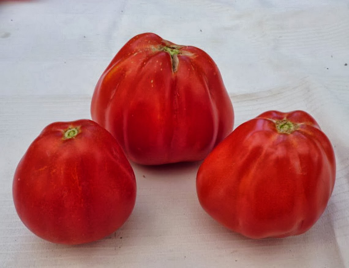Семена томатов от коллекционеров на 2024 год. Сорта томатов от коллекционеров на 2020 год. Томат шоколадный полосатый седек. Семена томатов от коллекционеров на 2024 год. Ашдод томат семко.