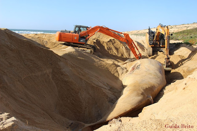 Baleia-comum morta, em praia de Sines