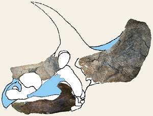 Ojoceratops skull