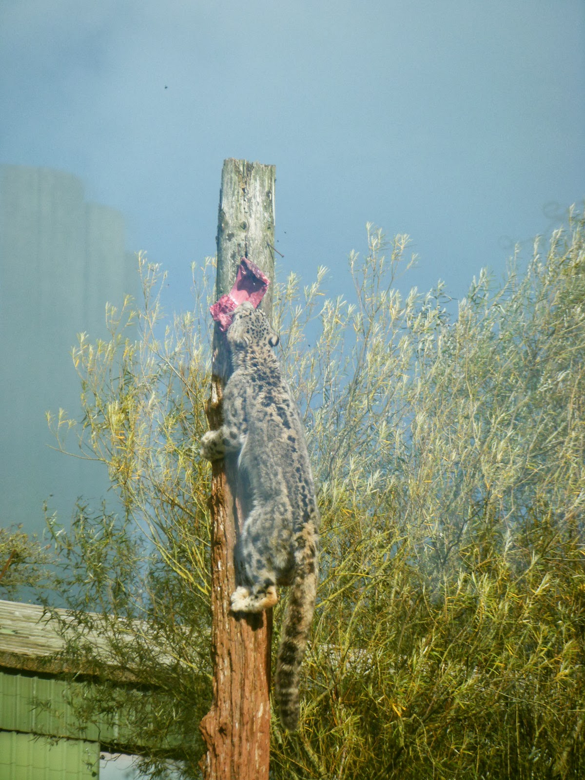 Muddy Brown's Blog: South Lakes Wild Animal Park (Zoo)