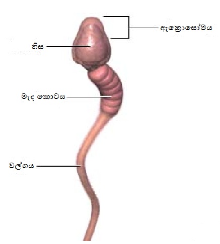 sperm-structure.jpg