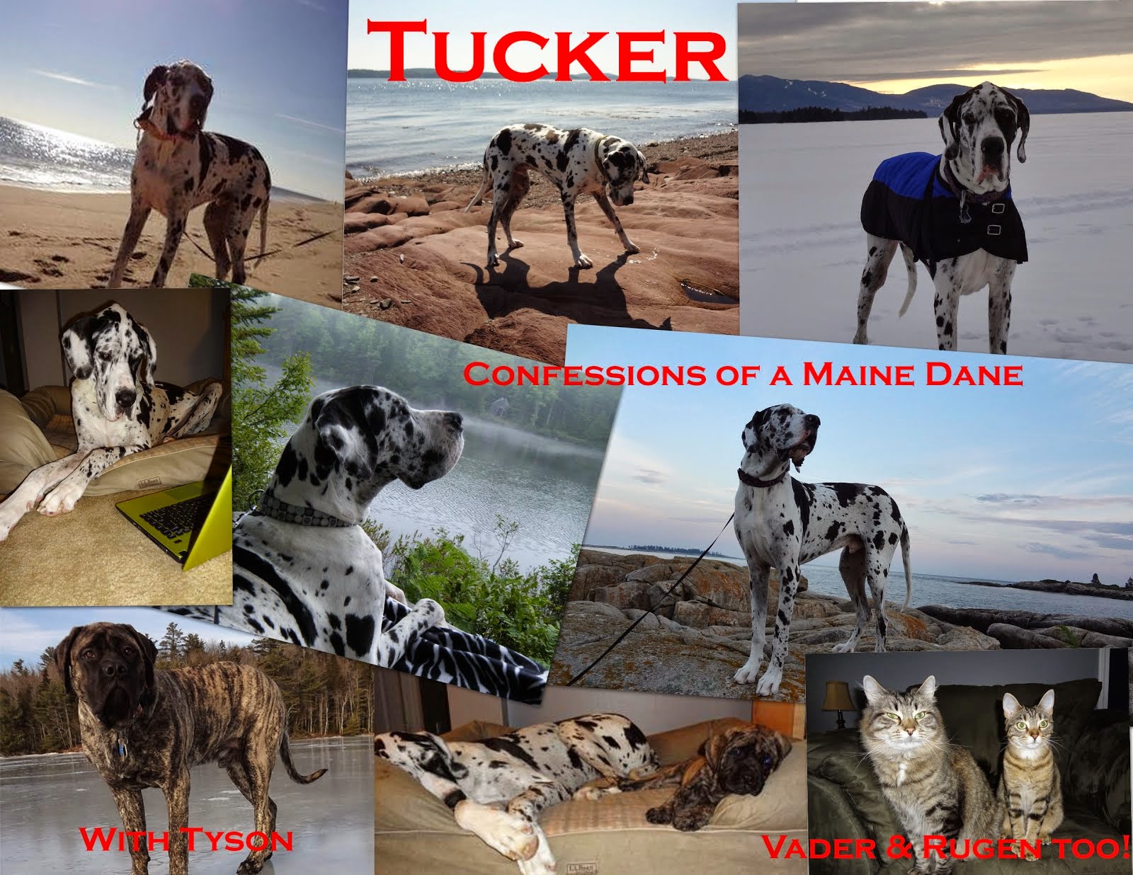 Tucker