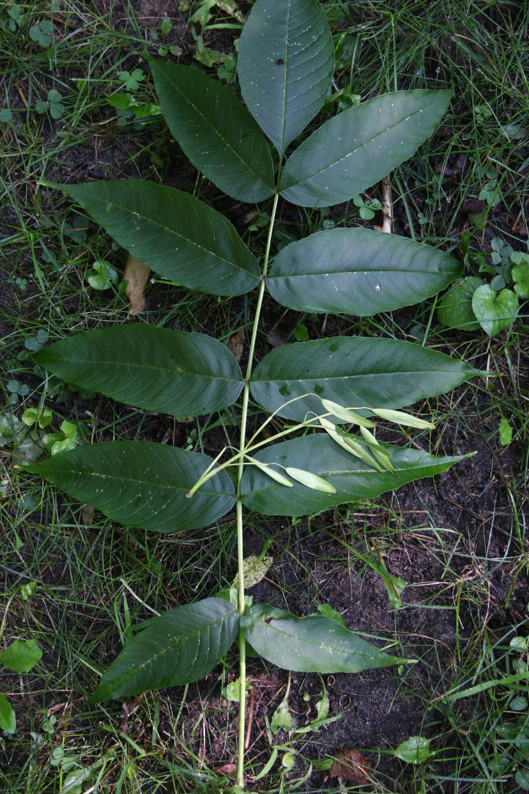 Isabella Conservation District Environmental Education Program Mid