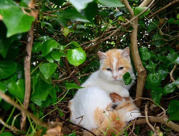 Kỳ lạ chuyện mèo mẹ leo lên cây, đẻ con trong chiếc tổ chim