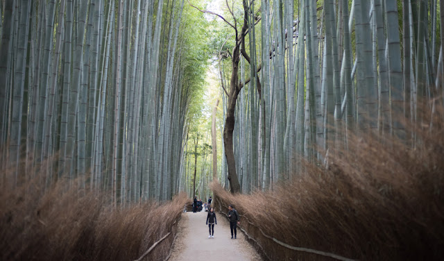 arashiyama bamboo groove kyoto japan