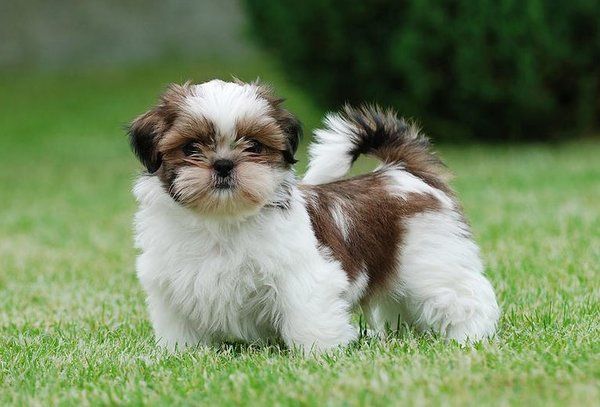 Para o shih tzu parar de marcar território