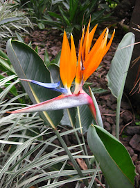 Wild birds of paradise growing at my apartment