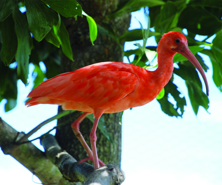 ANIMALES EN COLOMBIA: FAUNA LLANERA
