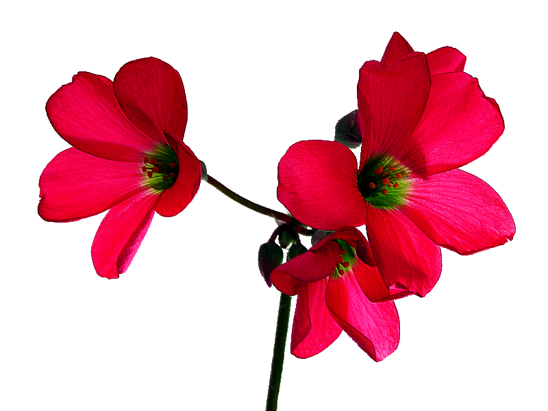 Flowers: Transparent Flowers - Birds II.