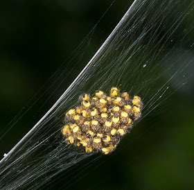 Spiderlings of the Garden Spider, Araneus diadematus, on my back balcony in Hayes on 24 May 2012.