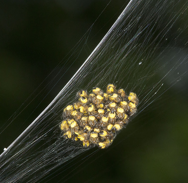 Spiderlings of the Garden Spider, Araneus diadematus, on my back balcony in Hayes on 24 May 2012.