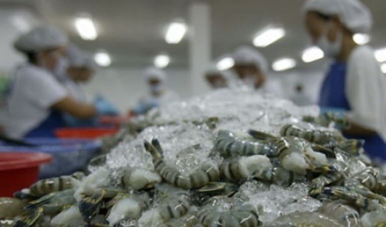 Understand Frozen Shrimp Factory Processing Step by Step - Frozen ...