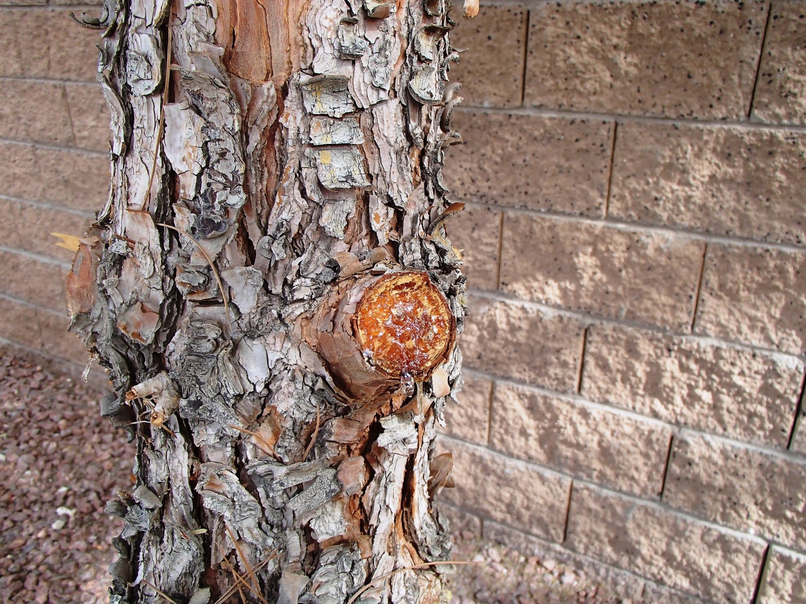 Xtremehorticulture of the Desert Pine Trees Produce Sap When Healing