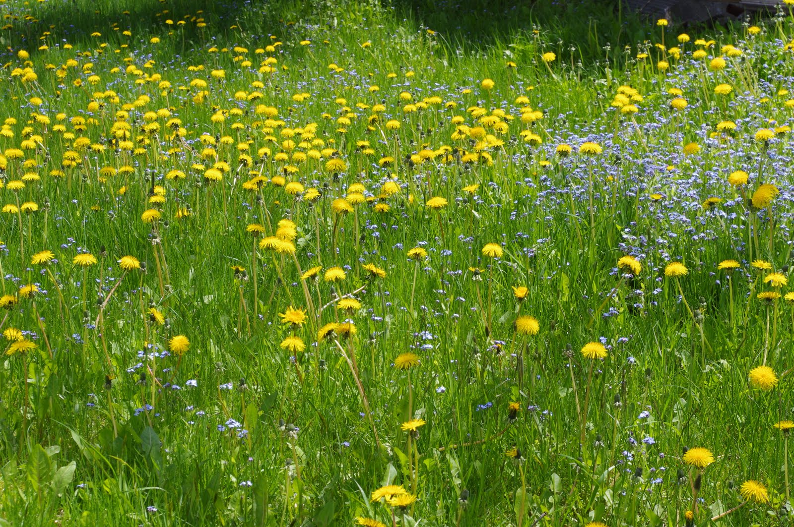 Field of yellow flowers