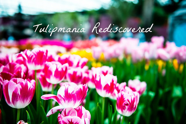 Tulipmania Rediscovered 2016 : The Ottoman Empire roots