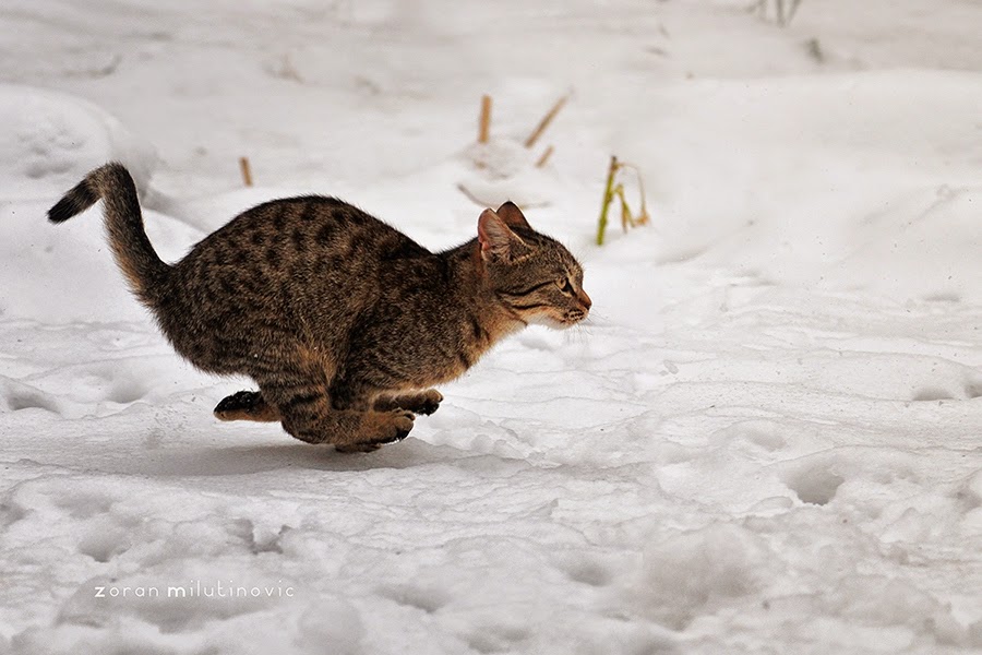 City Cat Videos: 21 Tips For Taking Incredible Cat Photos