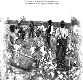 US Slave: Cotton Comes To The Mississippi Delta