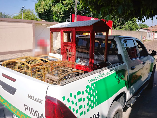 ibama apreende pássaros silvestres após denúncia no piauí notícias