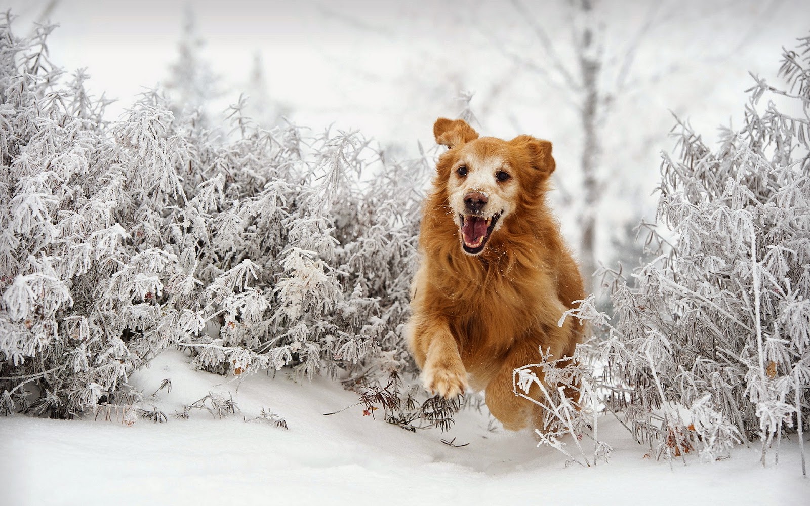 Second Chances 5 Ways to Exercise Your Dog in the Winter