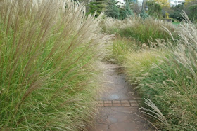 Ornamental grasses bordering path up Courante section of Toronto Music Garden by garden muses: a Toronto gardening blog 