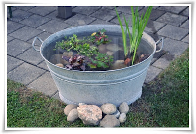 Wasserpflanzen fur miniteich