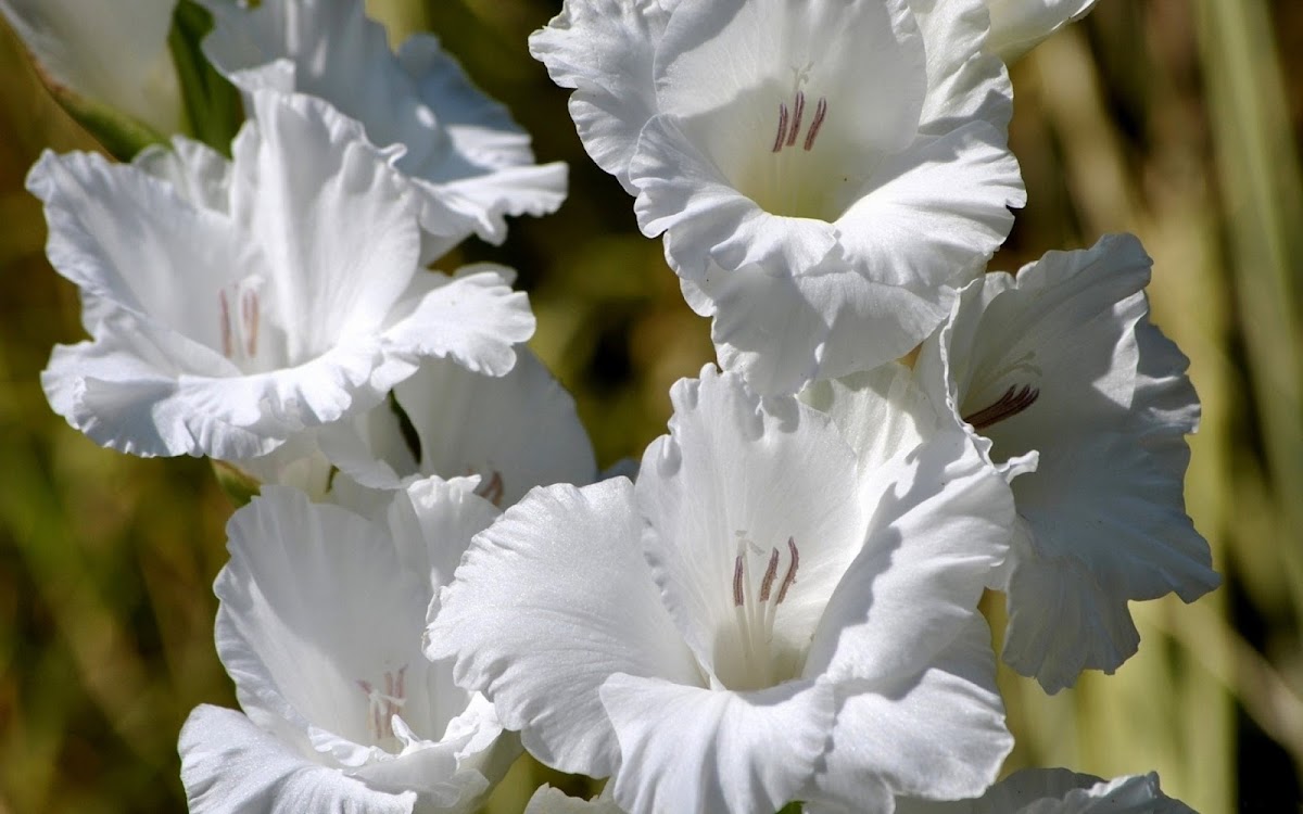 White Flowers HD Image