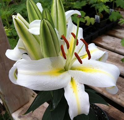 Bloomingwriter: Gardening in Nova Scotia: There's Lilies and then there ...