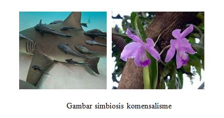 Pengertian Simbiosis Mutualisme Komensalisme Dan Parasitisme
