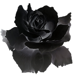 gothic roses goth flowers clip transparent graphics forgetmenot crash