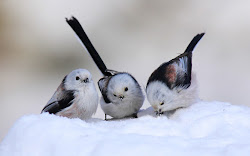 snow birds winter friday three john clare drift record hedgerows coy flit frozen down