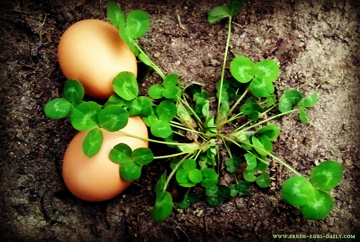 The Down and Dirty on Feeding Clover to Chickens Fresh Eggs Daily