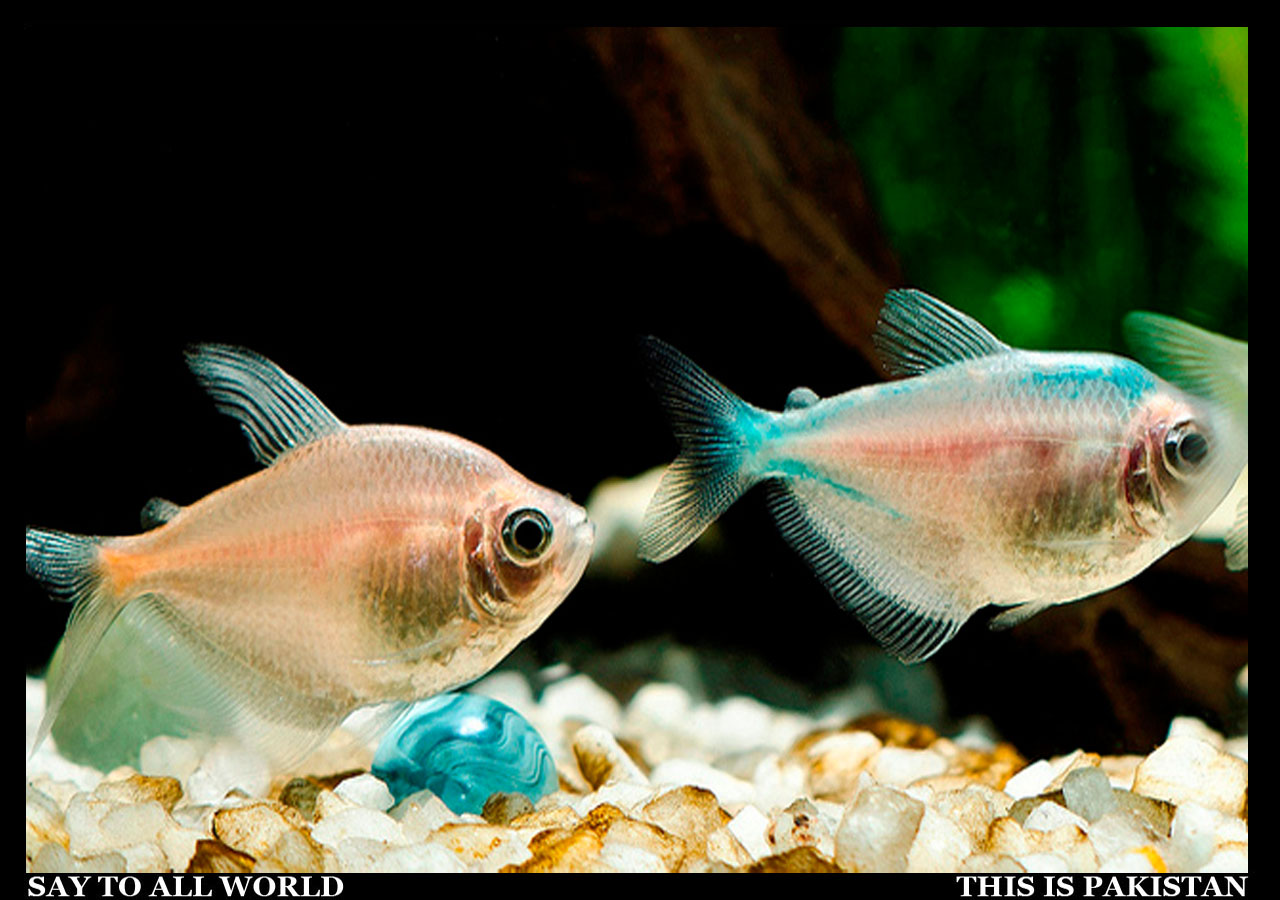 Fishes In Aquarium Pakistan This is Pakistan