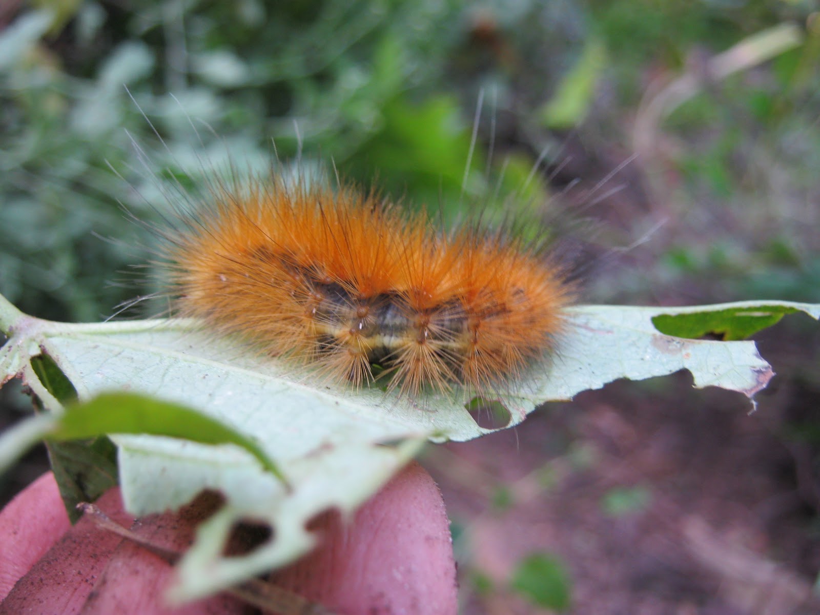 orange and yellow hairy caterpillar Latrisha Hite