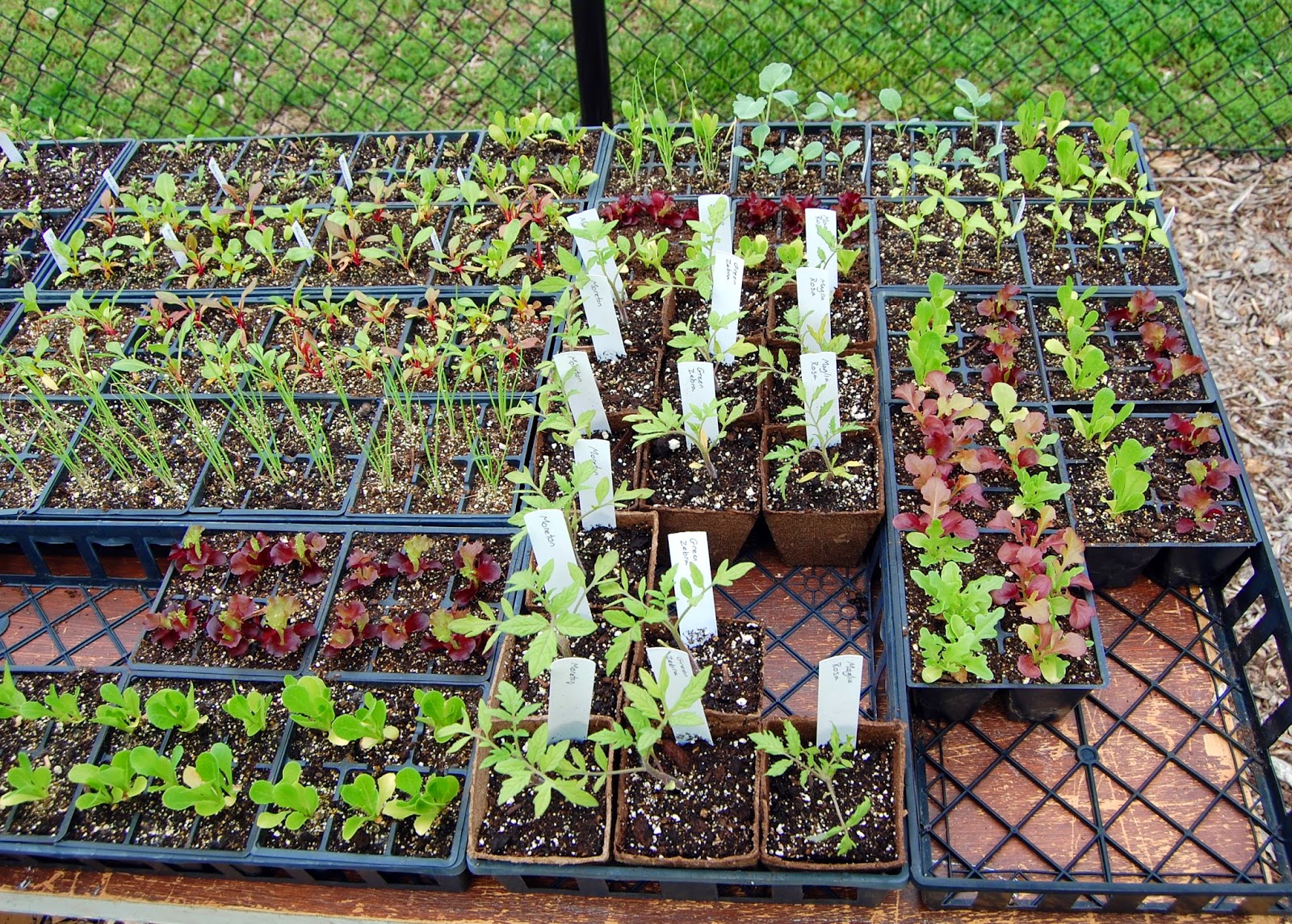 a sample of plants for sale