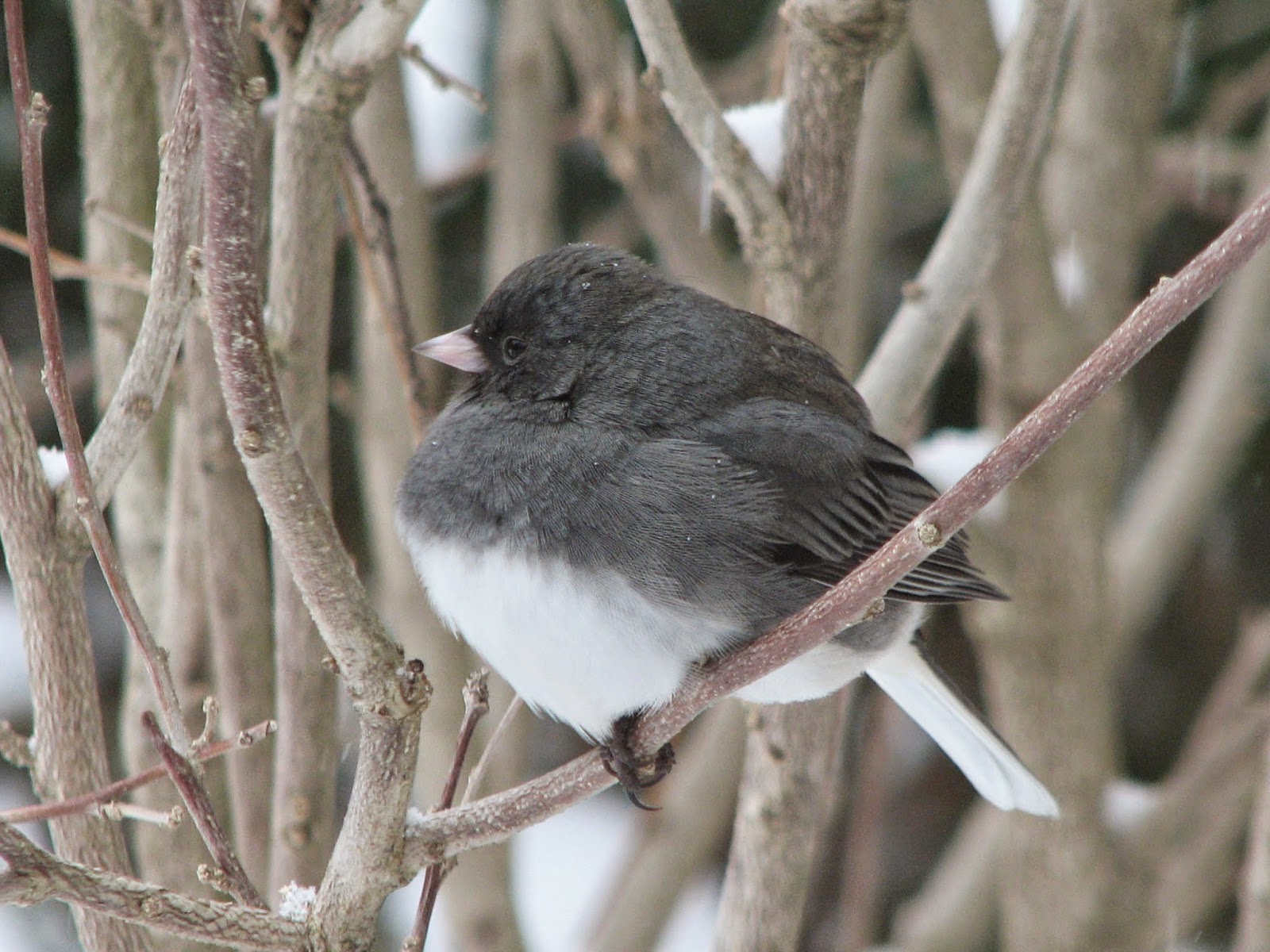 South Burlington birds Darkeyed Junco photos Litter with a Story To