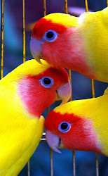 african lovebirds birds animal cages bird lovebird colors lutino africa parrot rainbow yellow pretty colorful fischer parrots different parakeets lovely