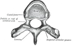 bentuk tulang punggung manusia