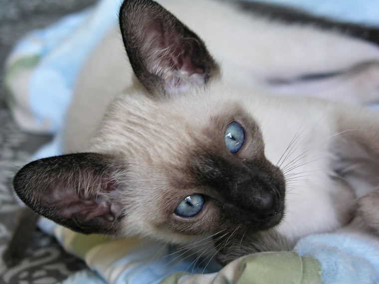 Carolina Blues Cattery Siamese Kittens for Sale Siamese Kittens for