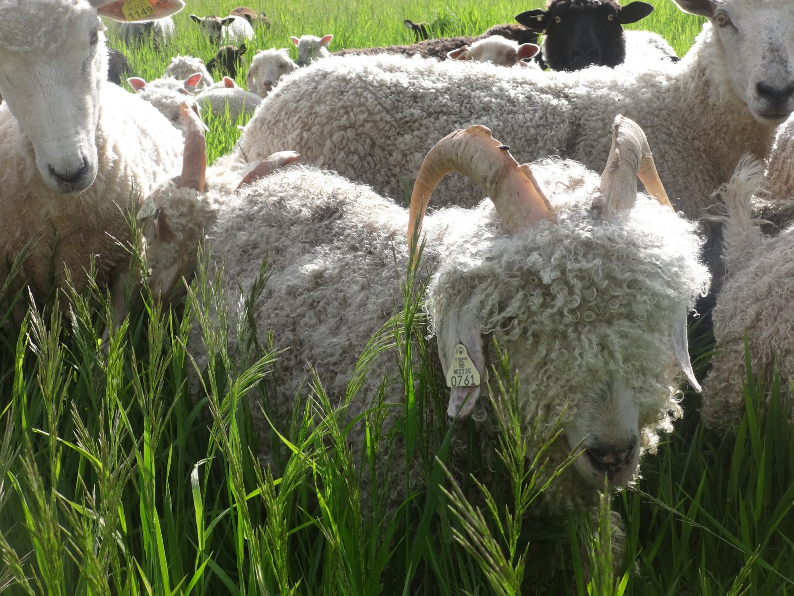 Psalm23Farm Angora Goats For Sale