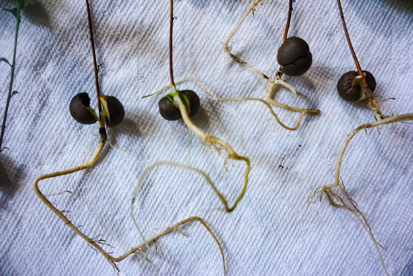 Tea Happiness A blog on tea drinking, tea history, tea industry