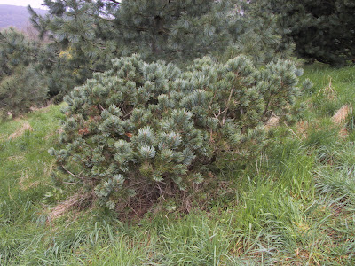 piñon de potosi Pinus culminicola