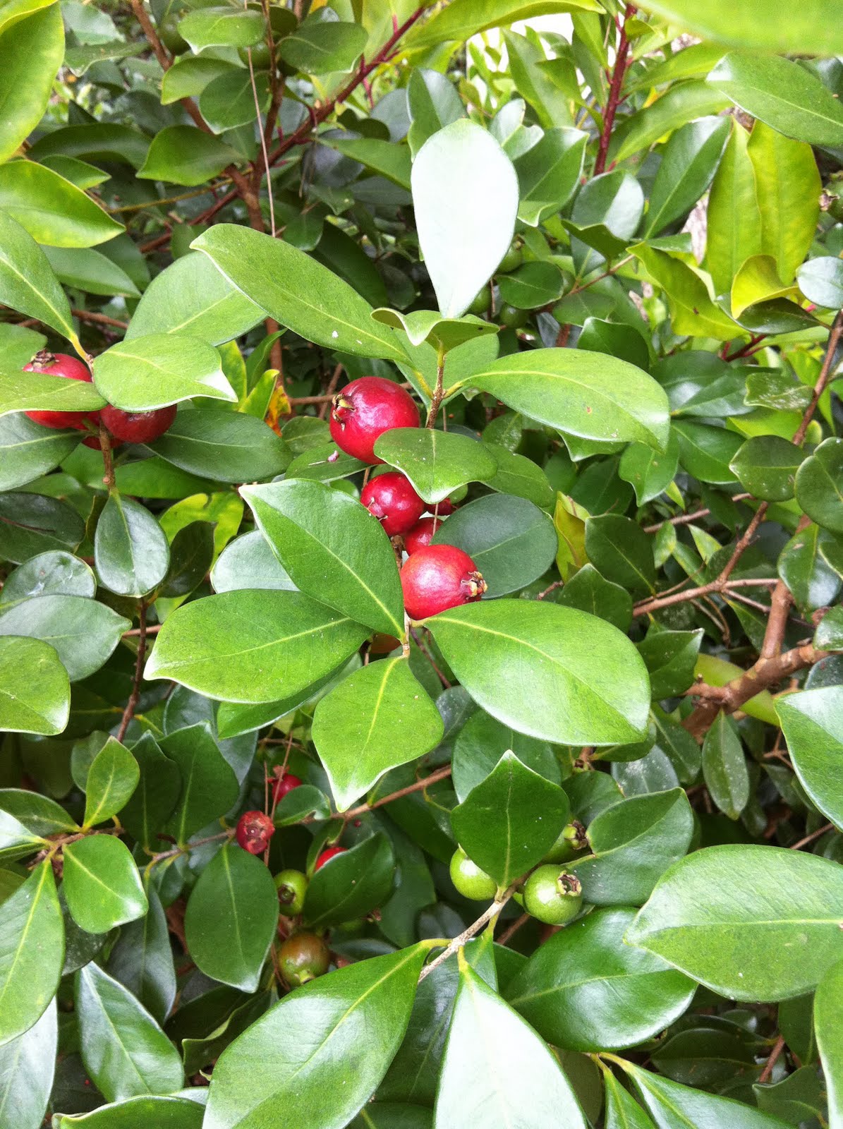 Blogging Banana Joe's Fruit Stand Kauai Strawberry Guava