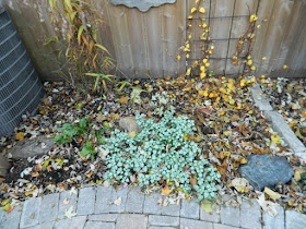 Cabbagetown garden makeover before by Paul Jung Gardening Services Toronto
