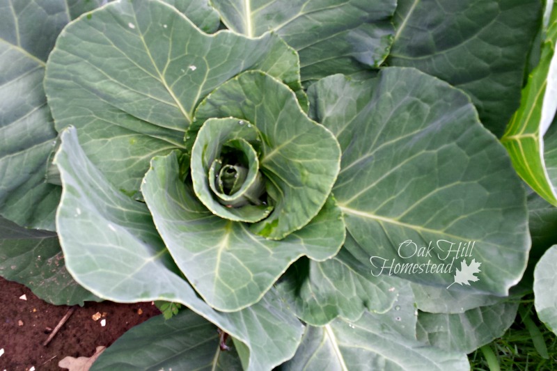Tips on Growing Cabbage in Raised Beds Oak Hill Homestead
