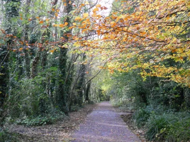 Walk the River Dodder in Dublin - path