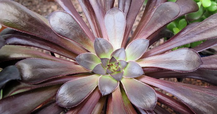 Naturaleza espinosa Galería de imágenes 3