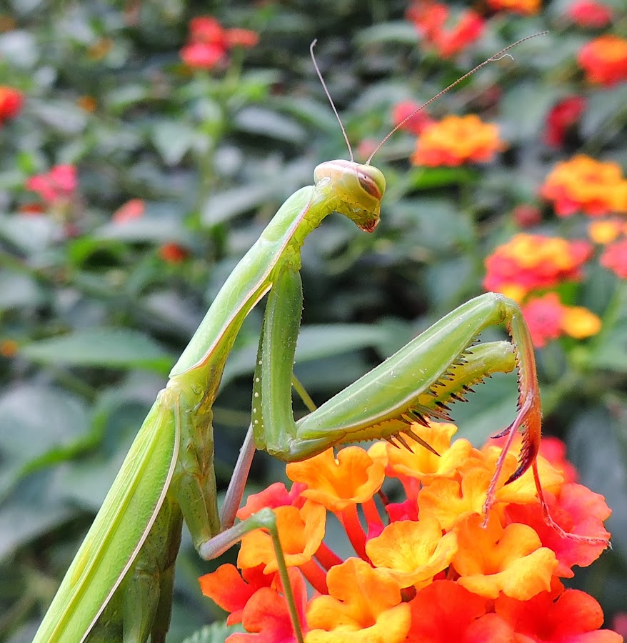 MANTIS RELIGIOSA