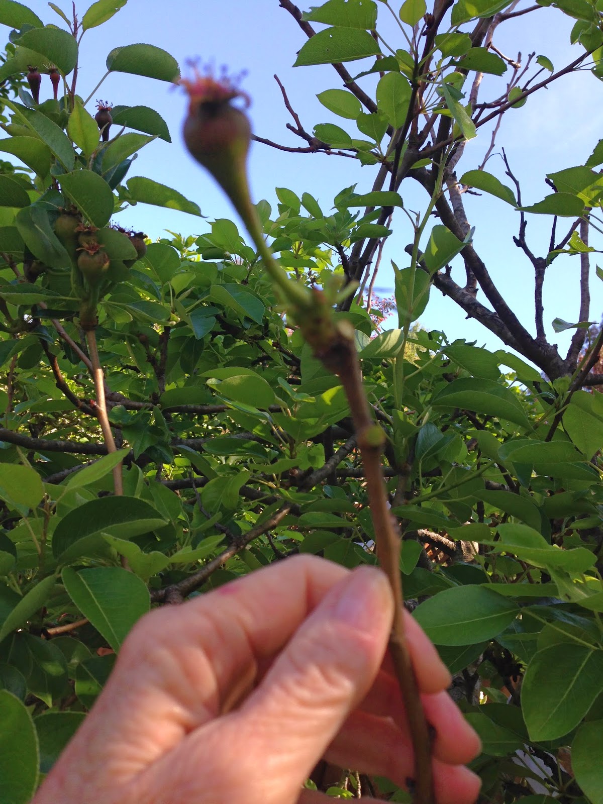 how to make eau de vie de poire Knitionary