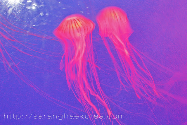 The jellyfish at COEX Aquarium
